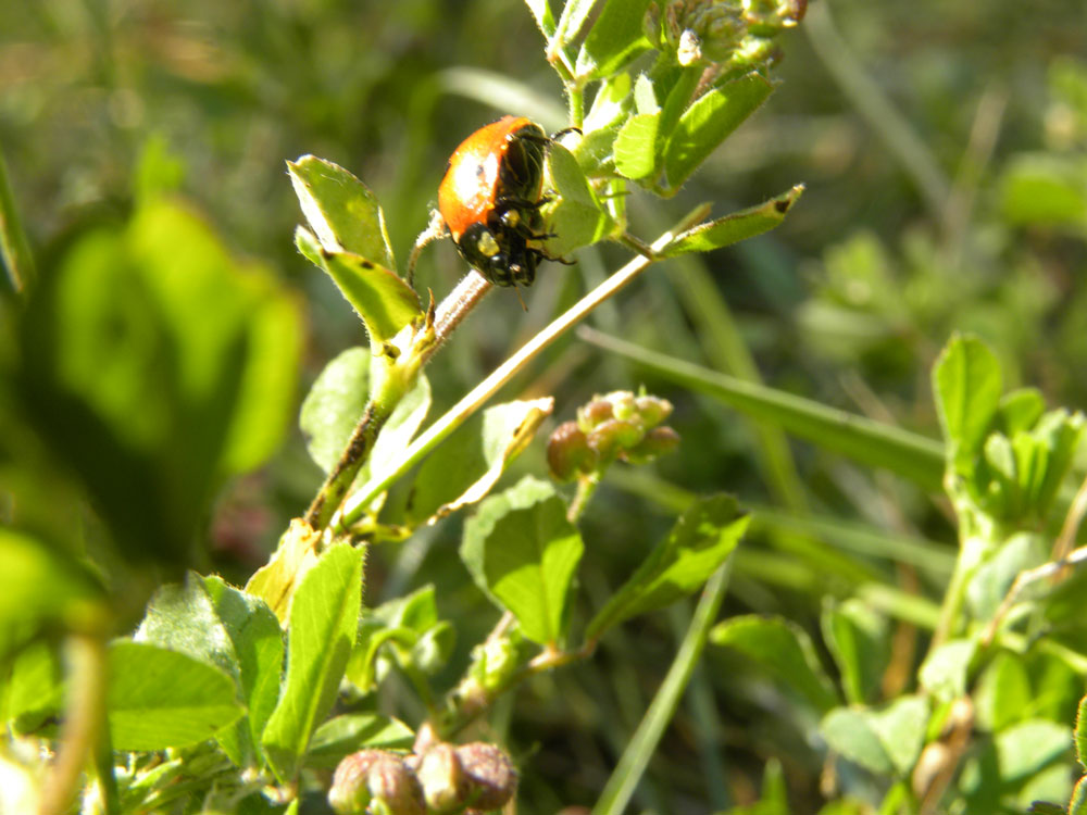 Image of Two Plant Lady Bugs for Purchase