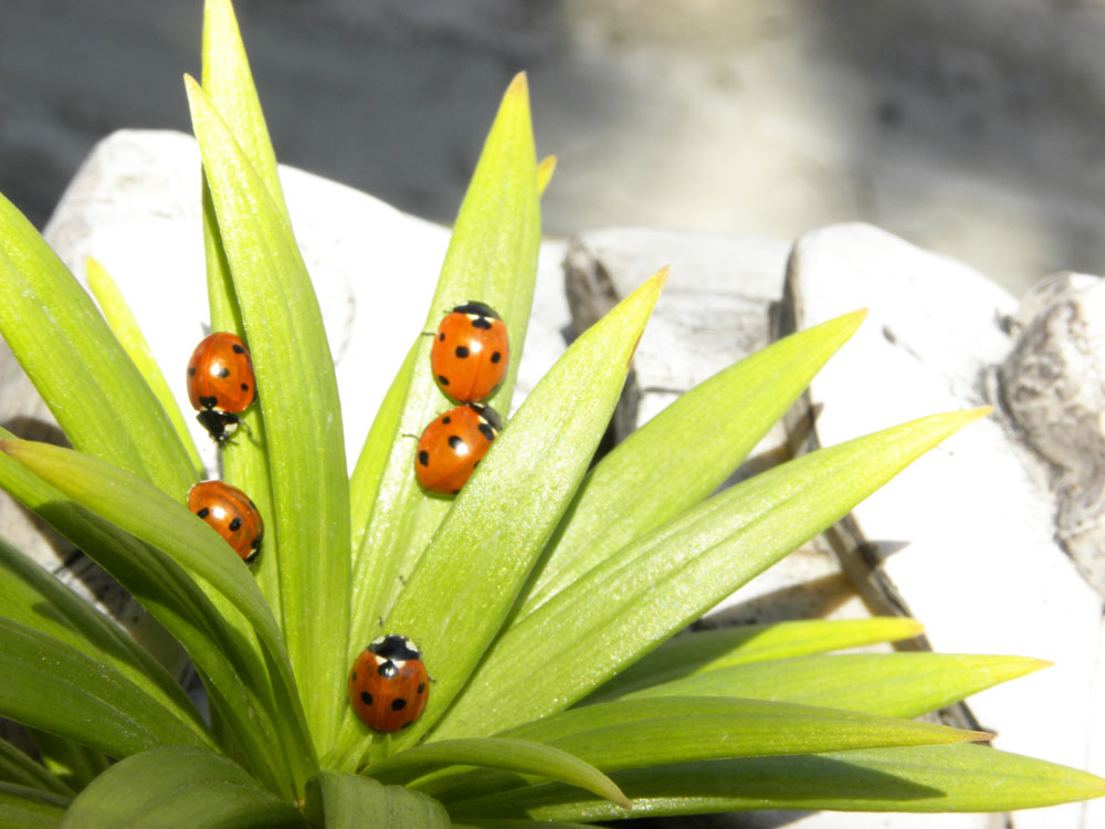 Image of Statue with Lady Bugs for Purchase