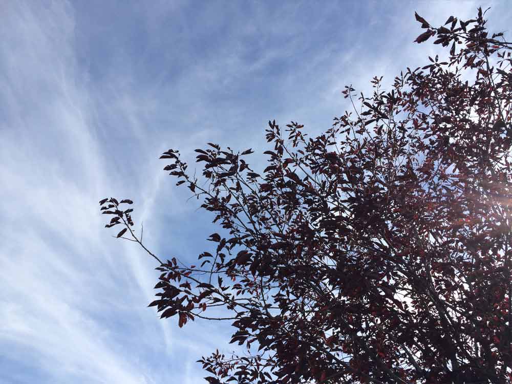 Image of Tree Against the Sky 2 for Purchase