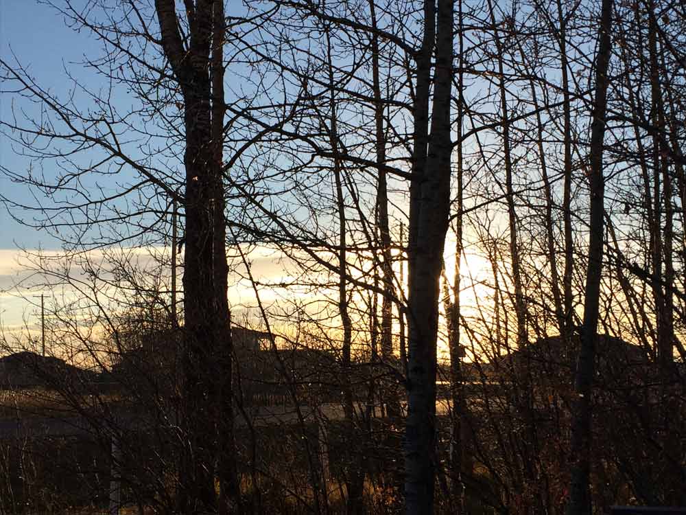 Image of Sunny Trees for Purchase